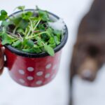 Doniczki na zioła na balkon - Jak wybrać najlepsze? 294