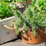 Zioła z Własnego Ogrodu: Odkryj Aromatyczne Smaki 458