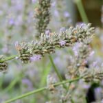 Czy lawenda lubi słońce? Odkryj jej potrzeby świetlne 54