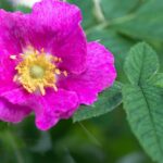 Czystek zioła ma niezwykłe właściwości zdrowotne 906