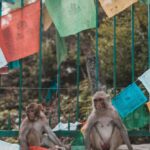 Jaskółcze ziele na kurzajkę skutecznie usuwa brodawki 155