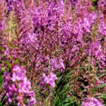 Wierzbownica drobnokwiatowa naturalnie wspiera zdrowie prostaty 194