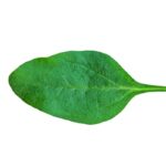 Kolendra liść naturalnie wzbogaca smak i zdrowie 278