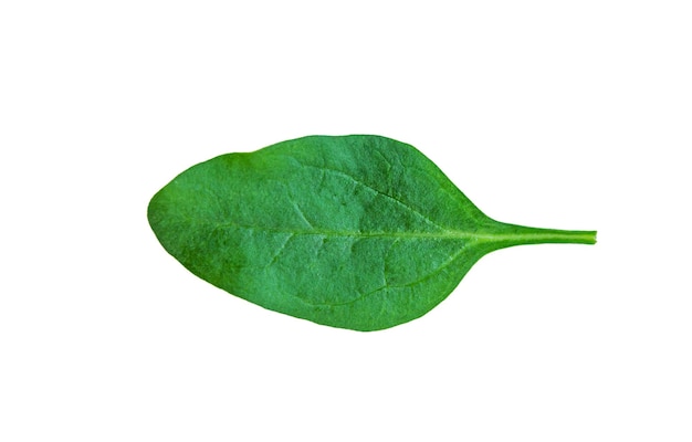 Kolendra liść naturalnie wzbogaca smak i zdrowie