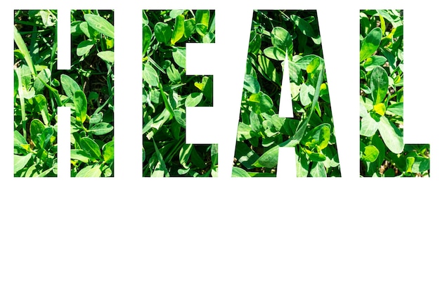 Zioła na testosteron: Najlepsze wybory dla zdrowia