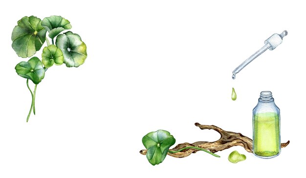 Gotu kola żylaki naturalnie wzmacnia naczynia krwionośne