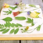 Zioła na pamięć – naturalne wsparcie dla koncentracji 70-1