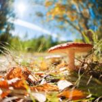 Zioła fotouczulające skutecznie i bezpiecznie stosowane dziś 725