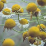 Rumianek na zgagę naturalnie łagodzi pieczenie skutecznie 848-1