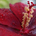 Hibiscus naturalne piękno i zdrowotne korzyści 848