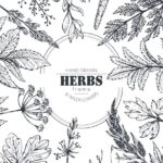 Zioła na zapalenie żołądka forum skuteczne i bezpieczne metody 901