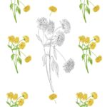 10 żółte zioła o wyjątkowych właściwościach zdrowotnych 988